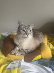 Lost Female Cat last seen Wilburn Ave , Greenville, SC 29611