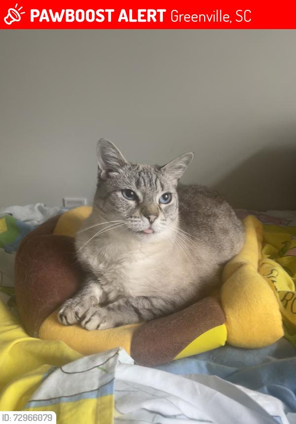 Lost Female Cat last seen Wilburn Ave , Greenville, SC 29611