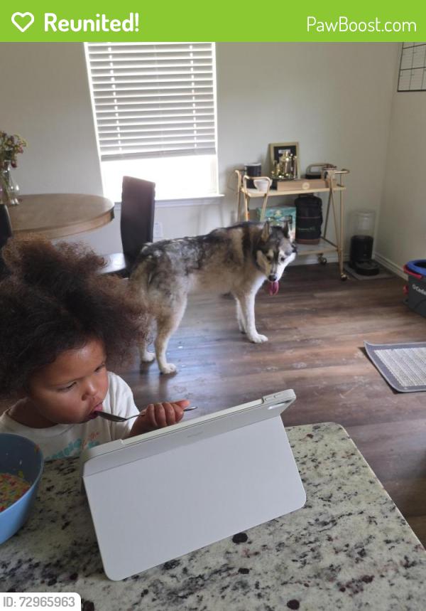 Reunited Male Dog last seen Old FM 471 & Culebra , San Antonio, TX 78253