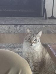 Reunited Male Cat last seen Hidden valley , Vista, CA 92081