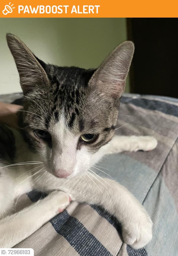 Found/Stray Unknown Cat last seen Zane &Unity, Brooklyn Center, MN 55429