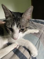 Found/Stray Unknown Cat last seen Zane &Unity, Brooklyn Center, MN 55429