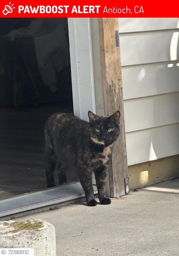 Lost Female Cat last seen Buchanan rd and contra loma, Antioch, CA 94509