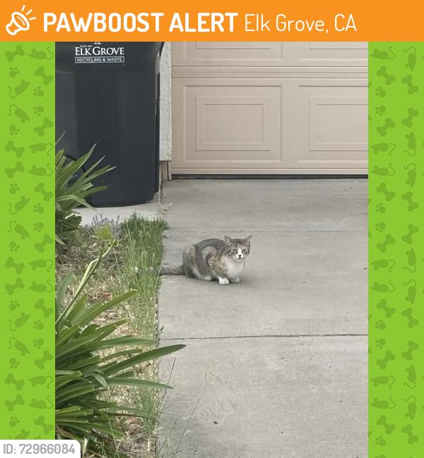 Found/Stray Female Cat last seen Parsons Landing, Elk Grove, CA 95624