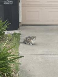 Found/Stray Female Cat last seen Parsons Landing, Elk Grove, CA 95624