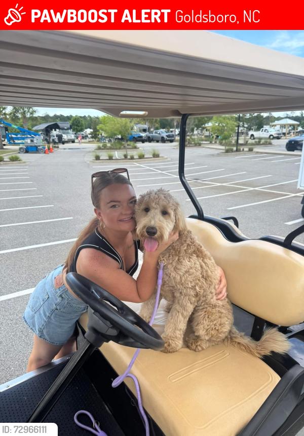 Lost Female Dog last seen Berkeley, new Hope, mimosa park area, Goldsboro, NC 27534