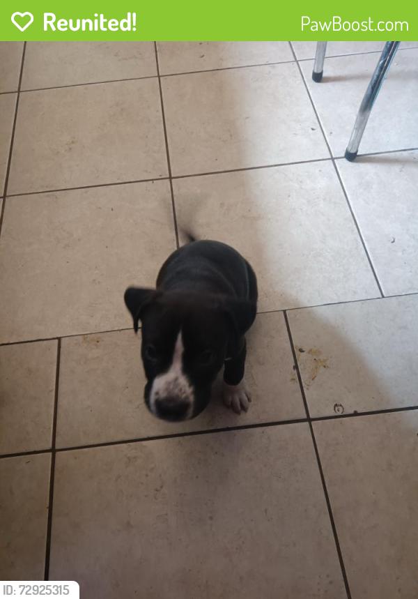 Reunited Male Dog last seen Rio kinda blvd and main, East Providence, RI 02914
