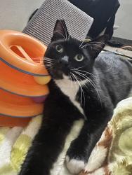 Lost Male Cat last seen North Virgil & Middlebury/Clinton, Los Angeles, CA 90004