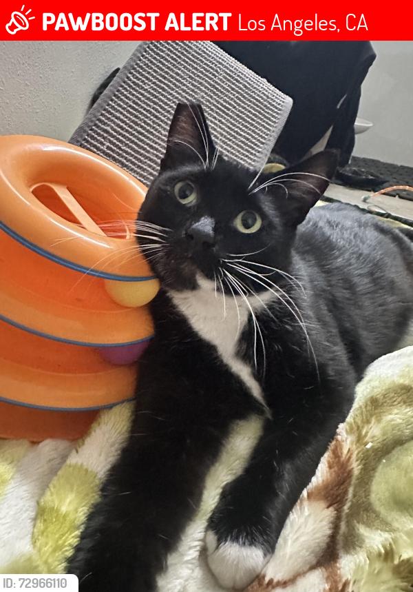 Lost Male Cat last seen North Virgil & Middlebury/Clinton, Los Angeles, CA 90004