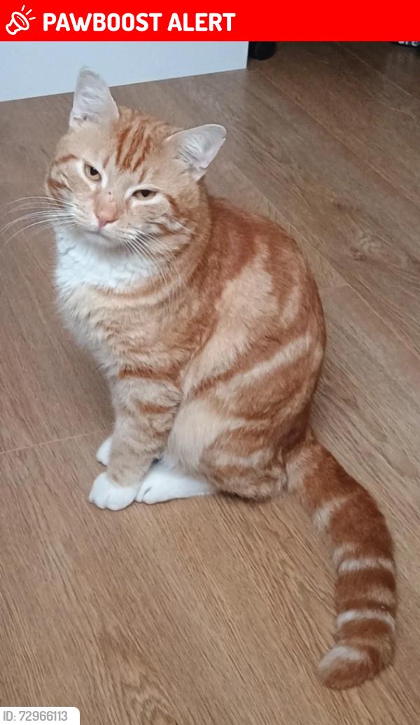 Lost Male Cat last seen Hereward Gardens , Greater London, England N13