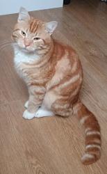 Lost Male Cat last seen Hereward Gardens , Greater London, England N13