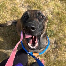 Shelter Stray Female Dog last seen , Matteson, IL 60443