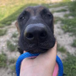 Shelter Stray Male Dog last seen , Matteson, IL 60443