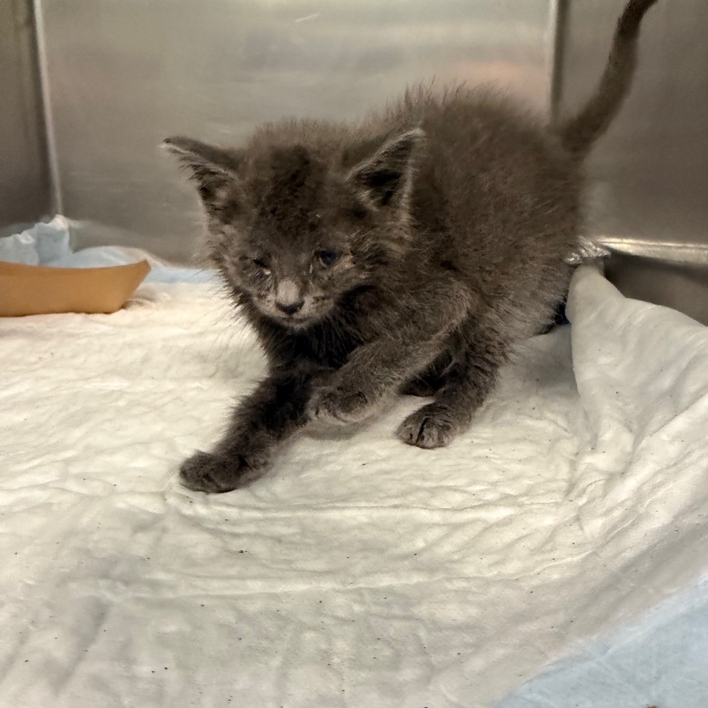 Shelter Stray Male Cat last seen , Greensboro, NC 27409