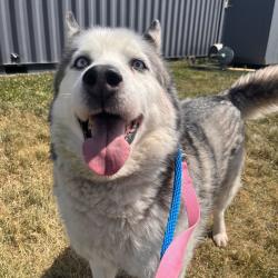Shelter Stray Male Dog last seen , Matteson, IL 60443