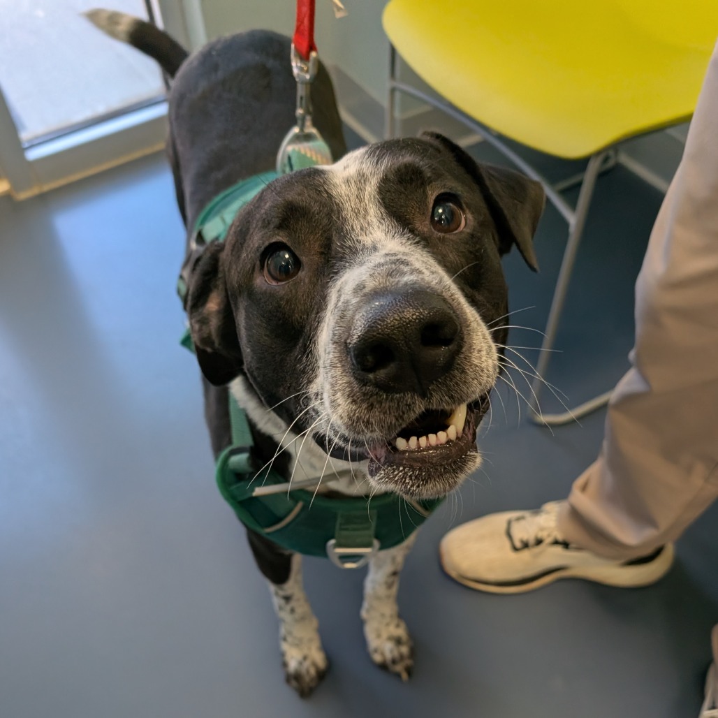 Shelter Stray Male Dog last seen , Greensboro, NC 27409