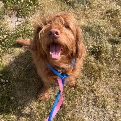 Shelter Stray Male Dog last seen , Matteson, IL 60443