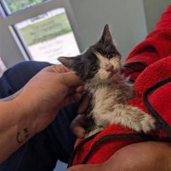 Shelter Stray Female Cat last seen , Greensboro, NC 27409