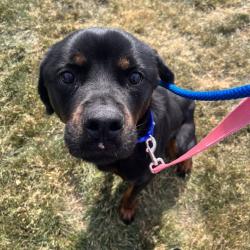 Shelter Stray Female Dog last seen , Matteson, IL 60443
