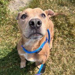 Shelter Stray Female Dog last seen , Matteson, IL 60443