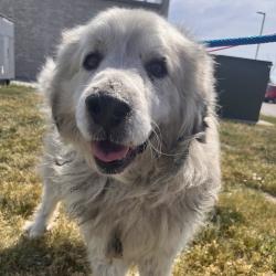 Shelter Stray Male Dog last seen , Matteson, IL 60443
