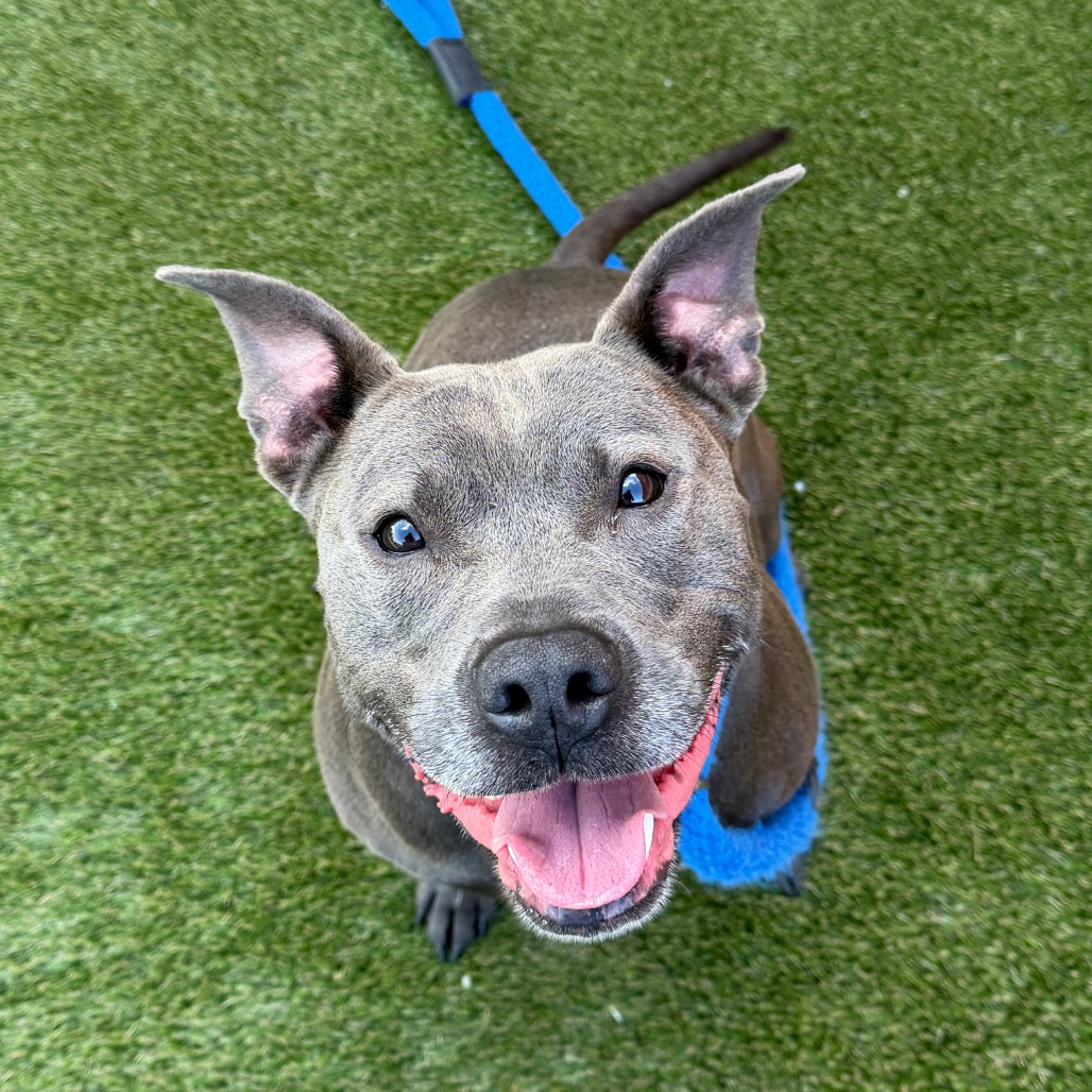 Shelter Stray Male Dog last seen , Philadelphia, PA 19140