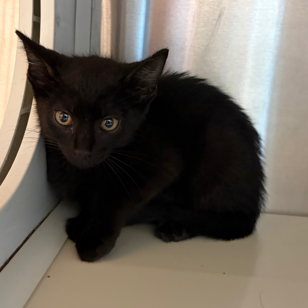 Shelter Stray Male Cat last seen , Norman, OK 73072