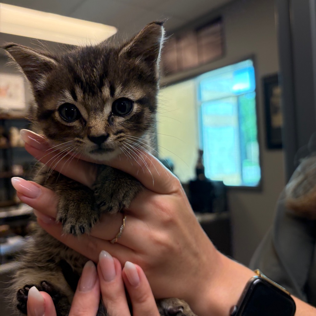 Shelter Stray Unknown Cat last seen , Norman, OK 73072