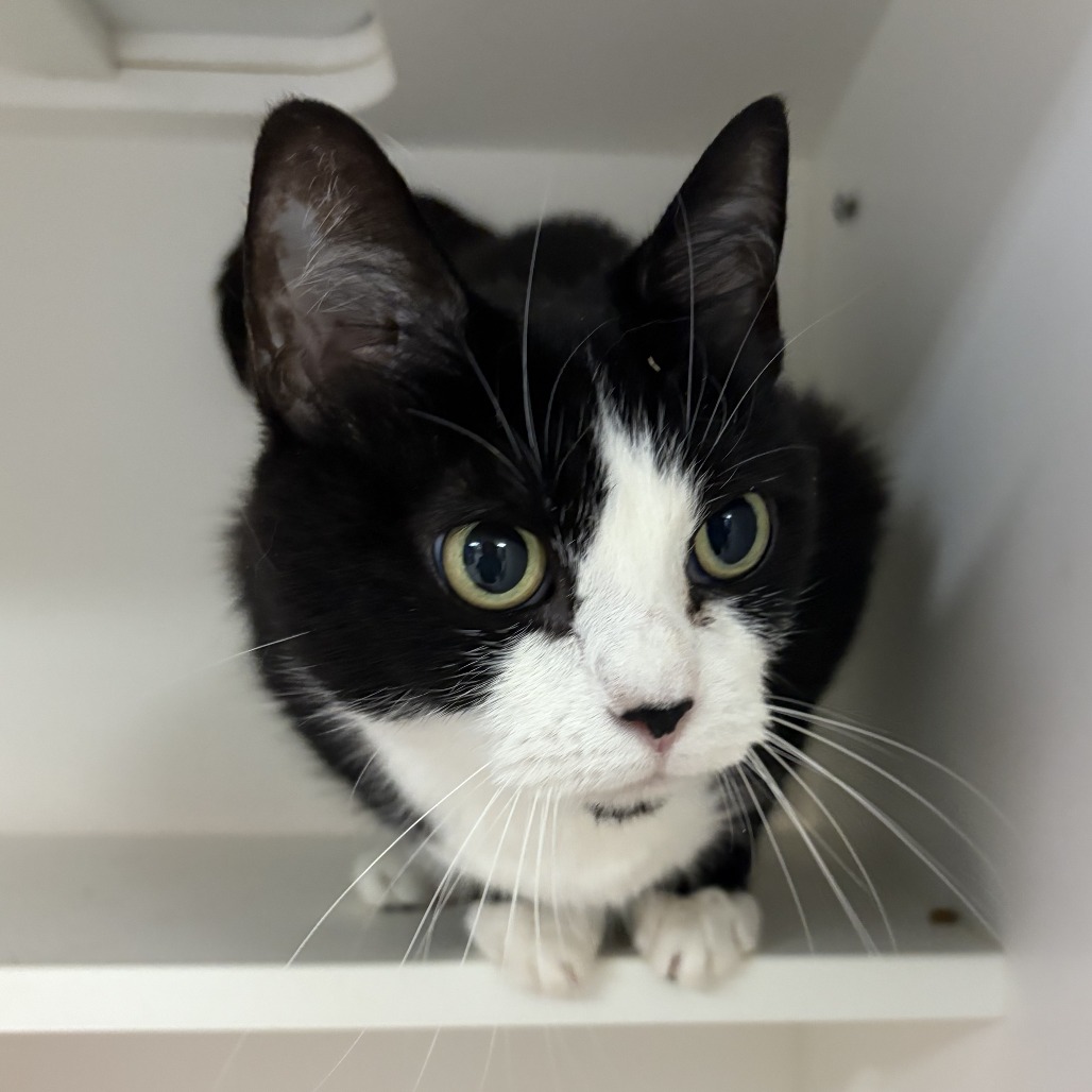 Shelter Stray Female Cat last seen , Animal Care & Control Team of Philly, 111 W Hunting Park Ave, Philadelphia, PA 19140, USA
