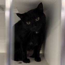 Shelter Stray Male Cat last seen , Philadelphia, PA 19140