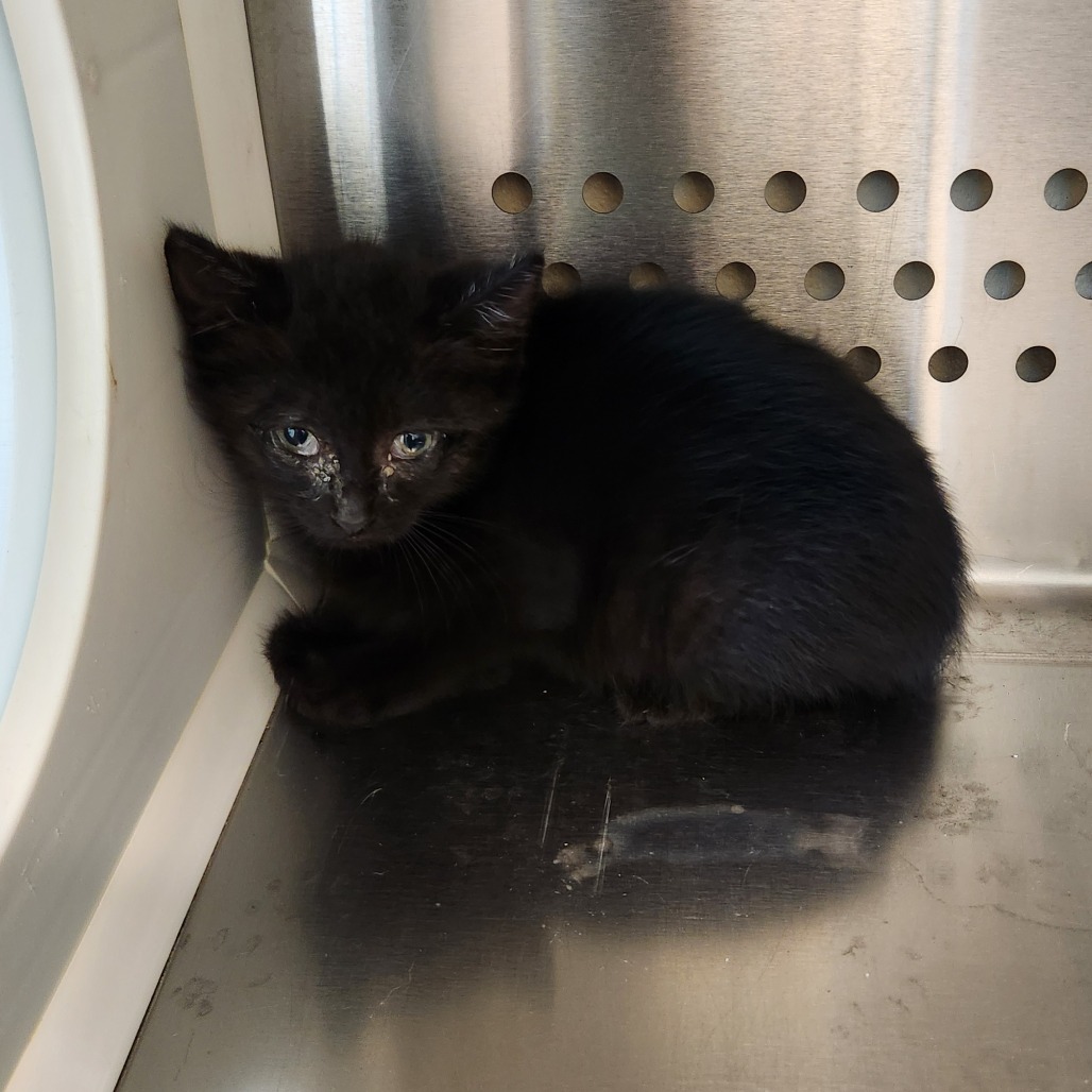 Shelter Stray Unknown Cat last seen , Norman, OK 73072