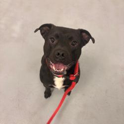 Shelter Stray Male Dog last seen , Philadelphia, PA 19140
