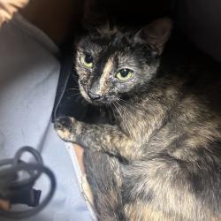 Shelter Stray Female Cat last seen , Philadelphia, PA 19140