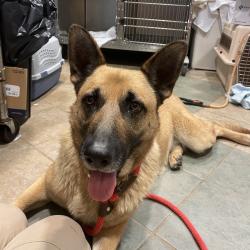 Shelter Stray Female Dog last seen , Red Bank, TN 37415