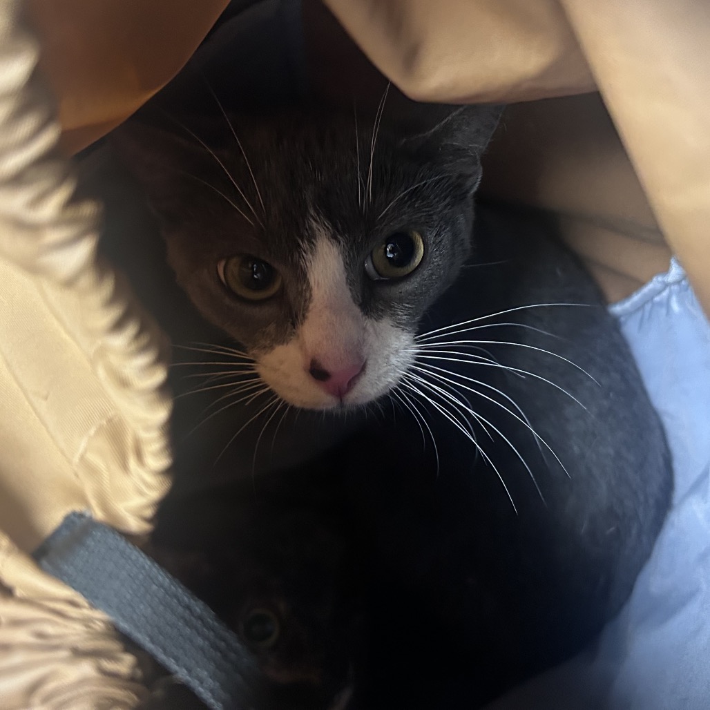 Shelter Stray Female Cat last seen , Philadelphia, PA 19140