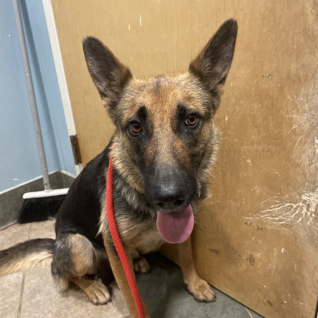 Shelter Stray Female Dog last seen , Red Bank, TN 37415