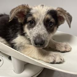 Shelter Stray Female Dog last seen , Red Bank, TN 37415