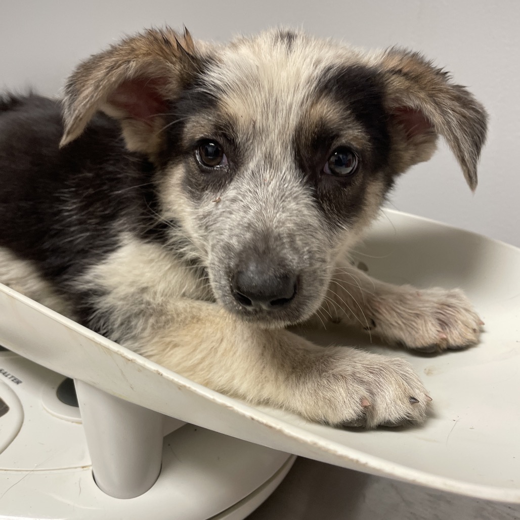 Shelter Stray Female Dog last seen , Red Bank, TN 37415