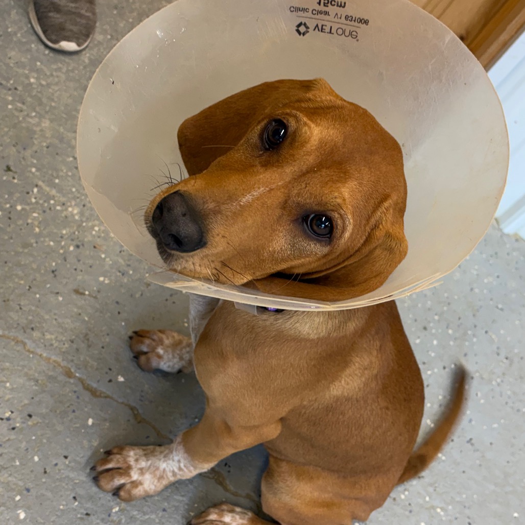 Shelter Stray Female Dog last seen , Blairsville, GA 30512
