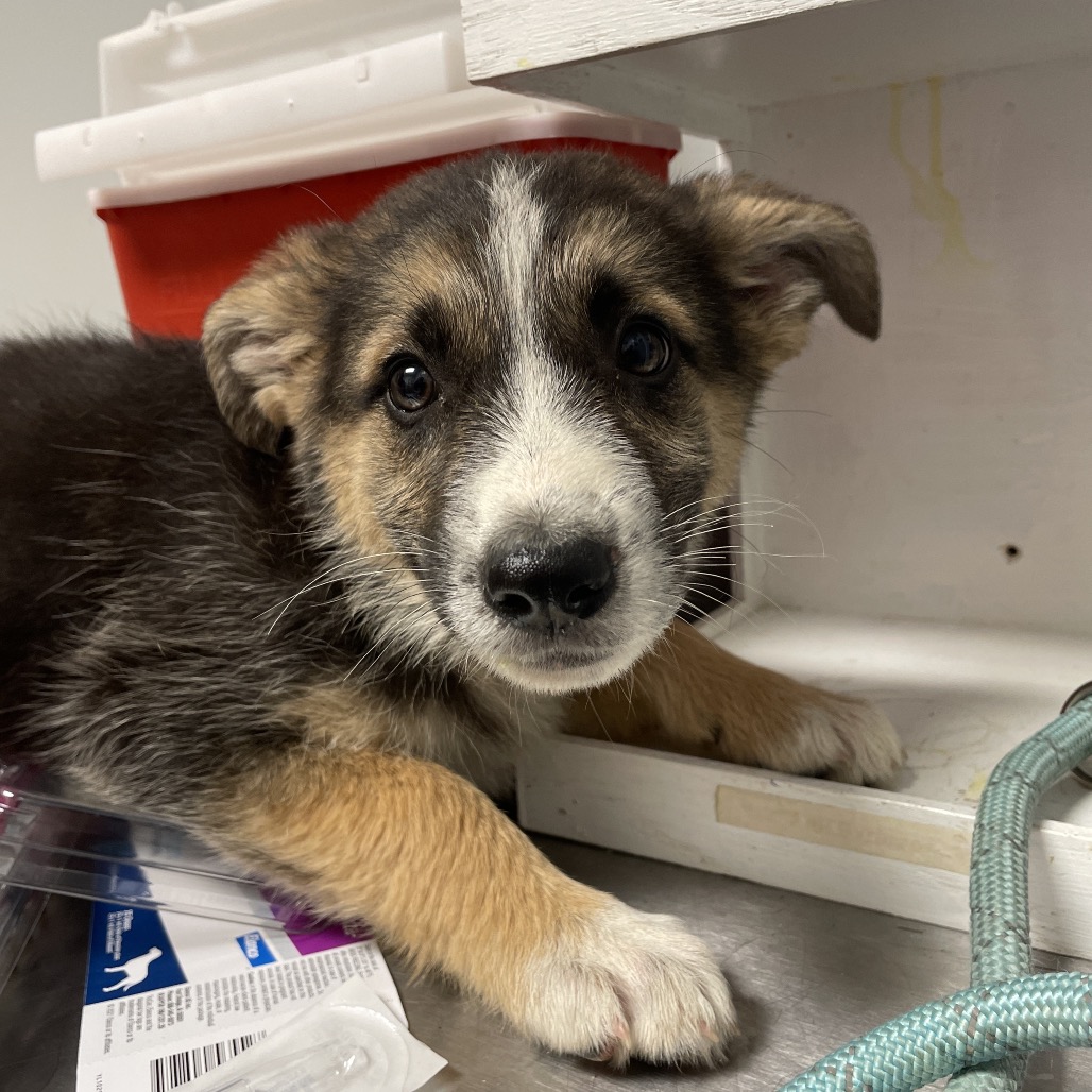 Shelter Stray Unknown Dog last seen , Red Bank, TN 37415