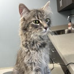 Shelter Stray Female Cat last seen , Oak Park, IL 60304
