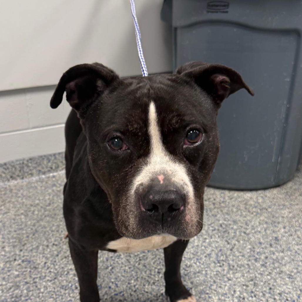 Shelter Stray Male Dog last seen , Greenville, SC 29609