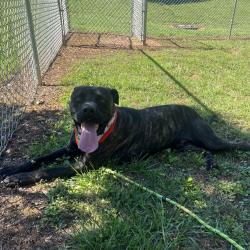 Shelter Stray Male Dog last seen , Greenville, SC 29609