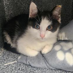 Shelter Stray Male Cat last seen , Greenville, SC 29609