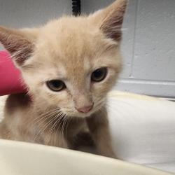 Shelter Stray Male Cat last seen , Greenville, SC 29609