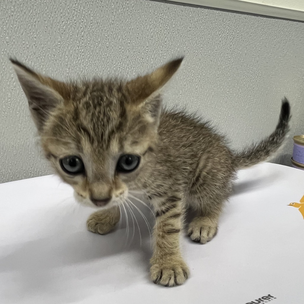 Shelter Stray Female Cat last seen , Tampa, FL 33607