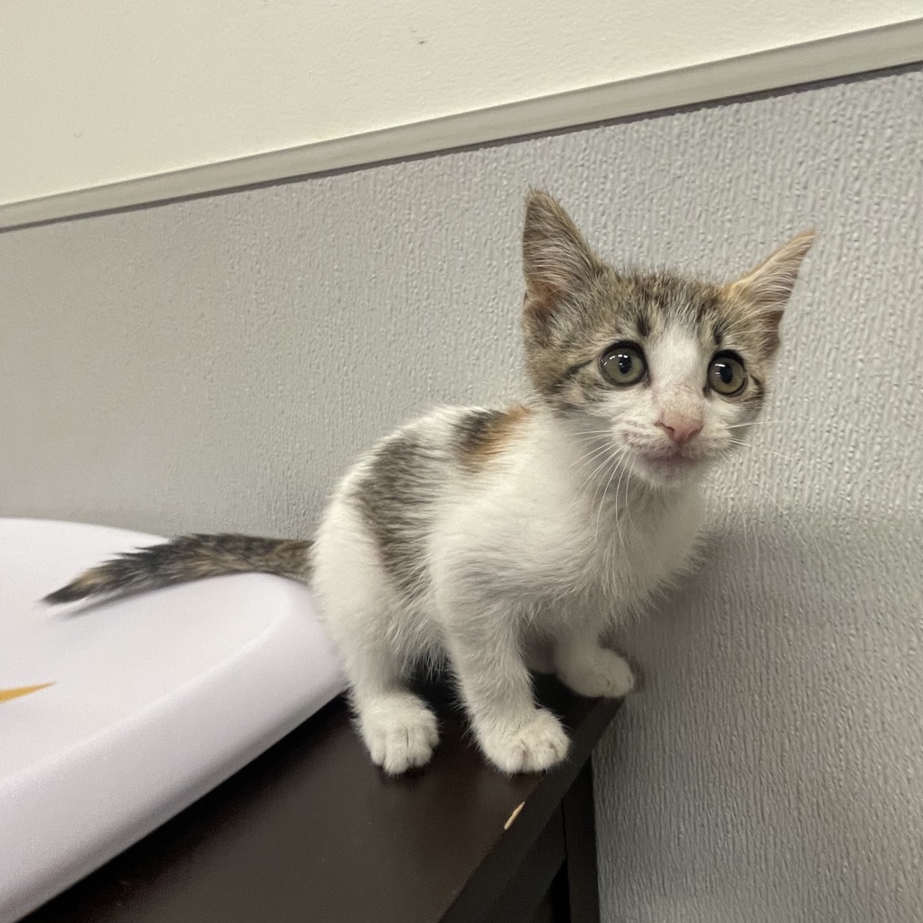 Shelter Stray Female Cat last seen , Tampa, FL 33607