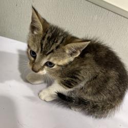 Shelter Stray Female Cat last seen , Tampa, FL 33607