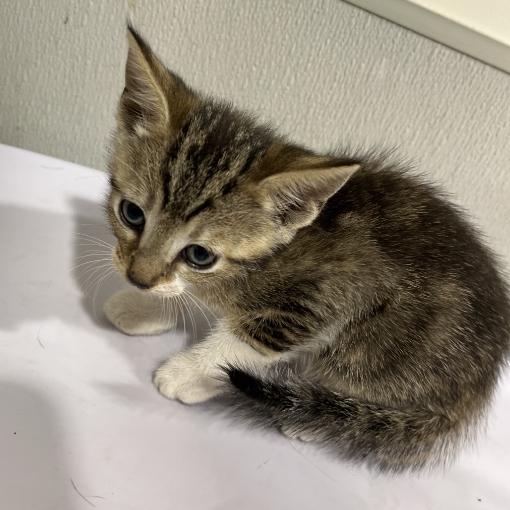 Shelter Stray Female Cat last seen , Tampa, FL 33607