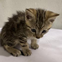 Shelter Stray Male Cat last seen , Tampa, FL 33607